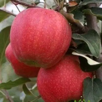 Яблоня ГАЛА ШНИГА в Молодечно