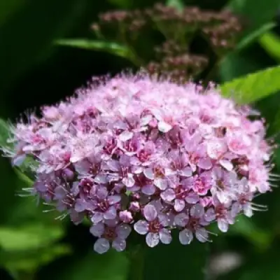 Спирея ПИНК СПАРКЛЕР в Молодечно