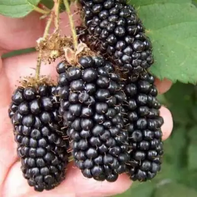 Ежевика ЛОХ НЕСС бесшипная  в Молодечно