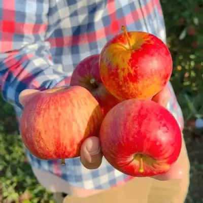 Яблоня КРАСАВИТА в Молодечно