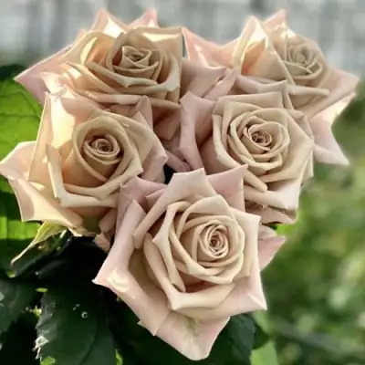 Роза МЕНТА чайно-гибридная в Молодечно