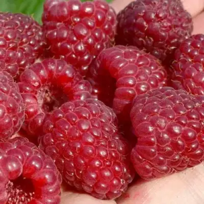 Малина ГИГАНТ РУБИНОВЫЙ в Молодечно