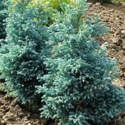 Кипарисовик БУЛЕВАРД горохоплодный в Молодечно