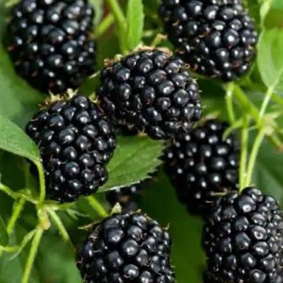 Ежевика КИТАНИНИ бесшипная  в Молодечно