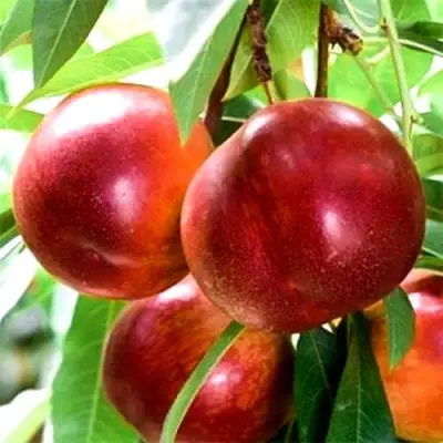 Нектарин СТАРК РЕД ГОЛД в Молодечно