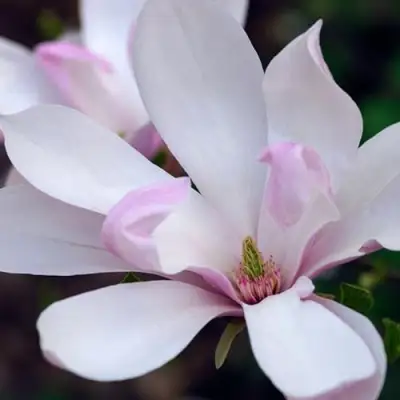 Магнолия ПИНКИ в Молодечно