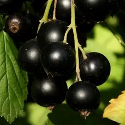 Смородина черная КЛУССОНОВСКАЯ в Молодечно