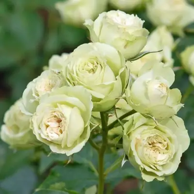 Роза ГРИН ДАЙМОНД миниатюрная в Молодечно