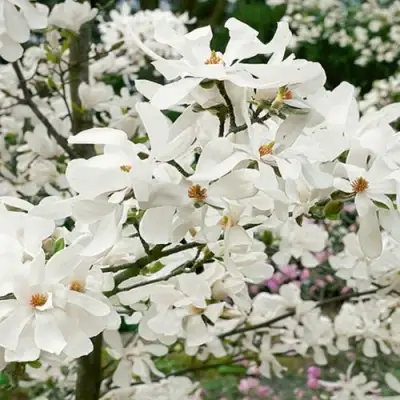 Магнолия ЛЕБНЕРА МЕРРИЛЛ в Молодечно