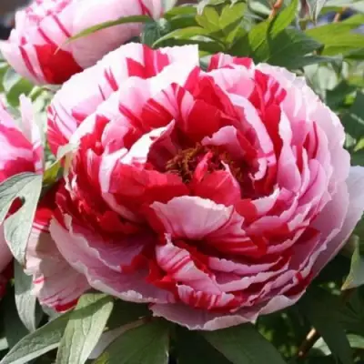 Пион РЕД ВИЗ ПИНК древовидный в Молодечно