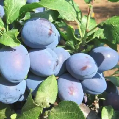 Слива ГИЛЬБЕРТ в Молодечно