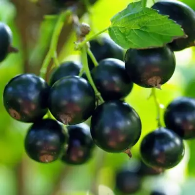 Смородина чёрная ВЕЛОЙ (ЛЕНИНГРАДСКАЯ СЛАДКАЯ) в Молодечно