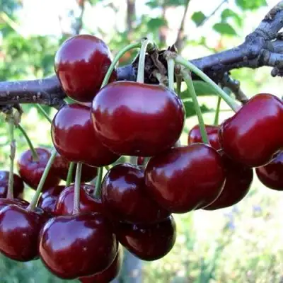 Дюк ЖИВИЦА (ЧЕРЕВИШНЯ) в Молодечно