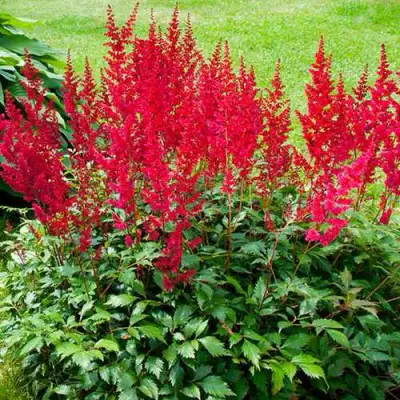 Астильба КОБЛЕНЦ японская в Молодечно