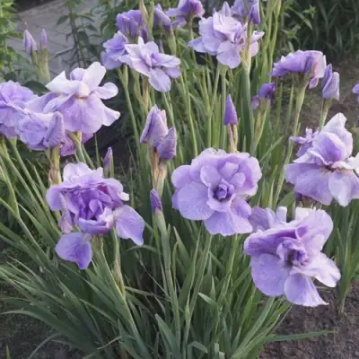 Ирис ИМПЕРИАЛ ОПАЛ сибирский в Молодечно