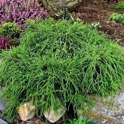 Кипарисовик ФИЛИФЕРА НАНА горохоплодный  в Молодечно