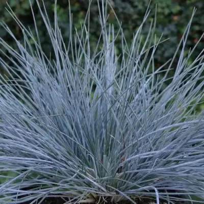 Овсяница АЙСФОГЕЛЬ сизая в Молодечно