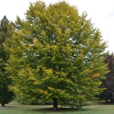 Бук лесной в Молодечно