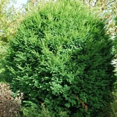 Тис РЕПАНДЕНС ягодный в Молодечно