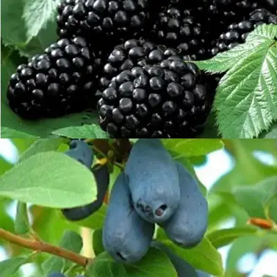 Комплект ЯГОДНЫЙ ДУЭТ в Молодечно