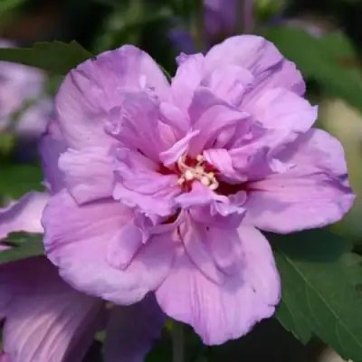 Гибискус АРДЕНС сирийский в Молодечно