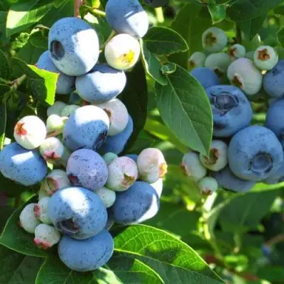 Голубика ДАРРОУ в Молодечно