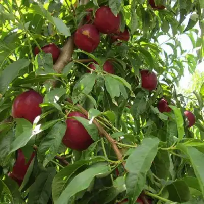 Нектарин ЭКСТРИМ БЬЮТИ в Молодечно