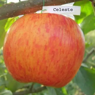 Яблоня ЦЕЛЕСТЕ в Молодечно