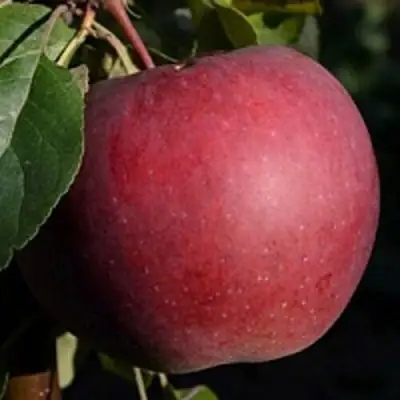 Яблоня БЕЛОРУССКОЕ СЛАДКОЕ в Молодечно