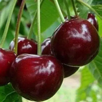 Вишня МИЛАВИЦА в Молодечно