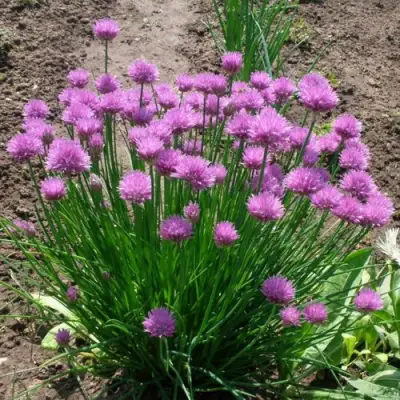 Лук-шнитт в Молодечно