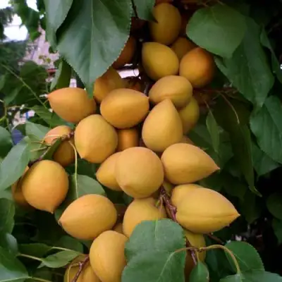 Абрикос МАНИТОБА в Молодечно