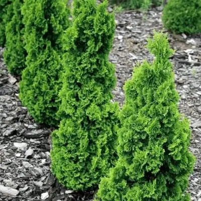 Туя ЗМАТЛИК западная в Молодечно