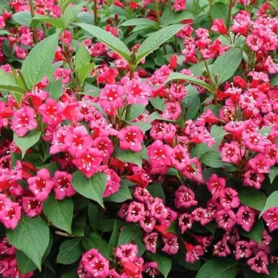 Вейгела БРИСТОЛЬ РУБИ в Молодечно