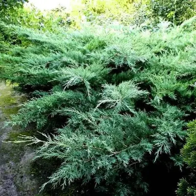 Можжевельник ПФИТЦЕРИАНА ГЛАУКА  средний в Молодечно