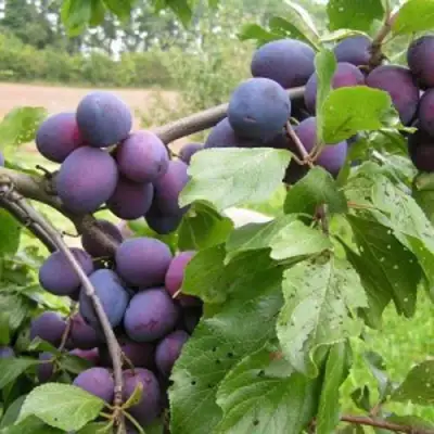 Слива ПЕРДРИГОН в Молодечно