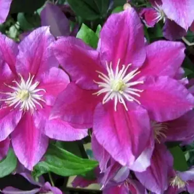 Клематис ХАНИЯ в Молодечно