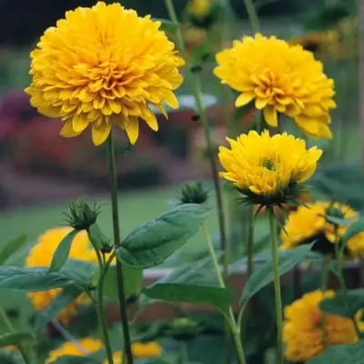 Подсолнечник СОЛЕЙЛ ДЕ ОР в Молодечно