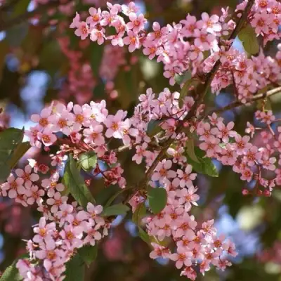 Черемуха КОЛОРАТА в Молодечно