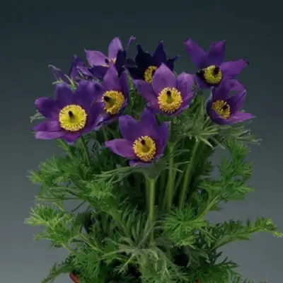 Прострел ПИНВИЛ БЛЮ ШЕЙДЕС в Молодечно