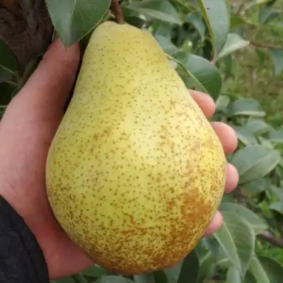 Груша ГЕНЕРАЛ ЛЕКЛЕРК в Молодечно