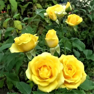 Роза САН СИТИ спрей в Молодечно