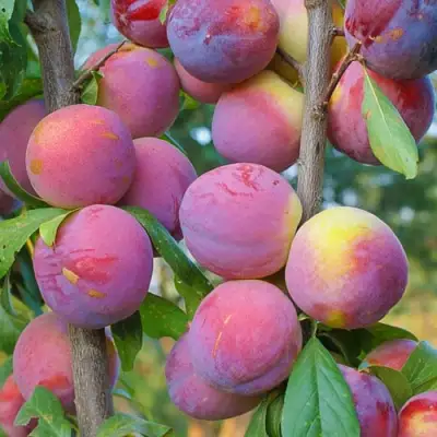 Слива КОЛОННОВИДНАЯ в Молодечно