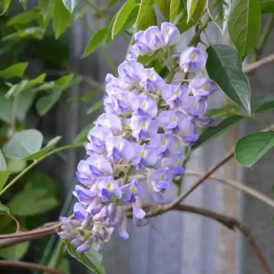 Глициния макростахия БЛЮ МУН в Молодечно