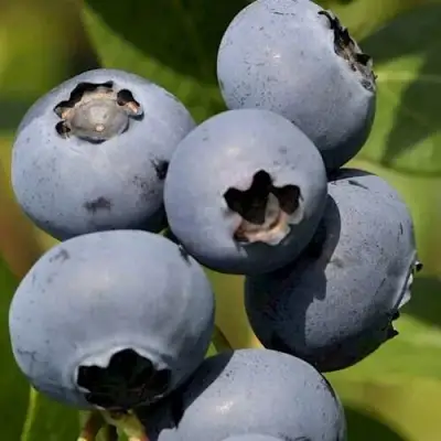 Голубика ЧАНДЛЕР в Молодечно