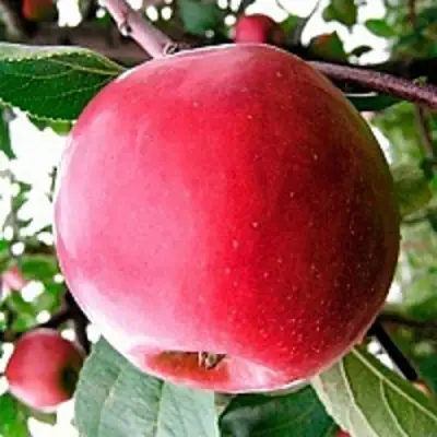 Яблоня КОВАЛЕНКОВСКОЕ в Молодечно