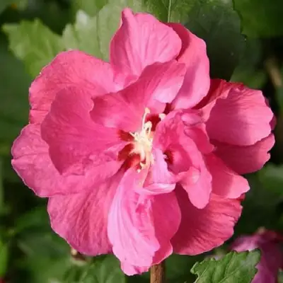 Гибискус ДЮК ДЕ БРАБАНТ сирийский  в Молодечно