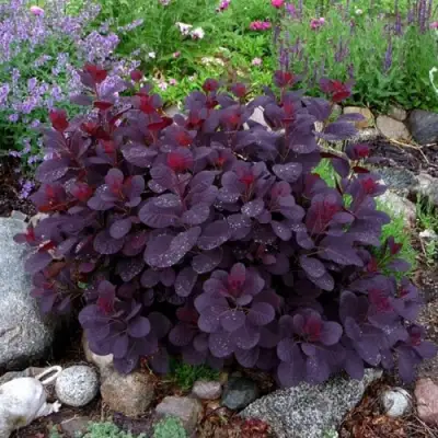 Скумпия РОЯЛ ПЕРПЛ кожевенная в Молодечно