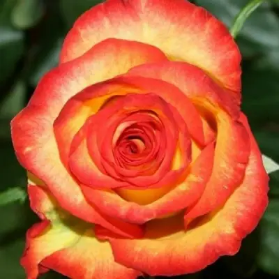 Роза ХАЙ МЭДЖИК чайно-гибридная в Молодечно