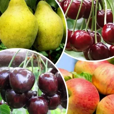 Комплект НАСЛАЖДЕНИЕ в Молодечно